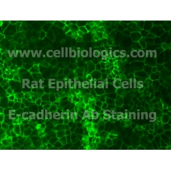 Rat Primary Mammary Epithelial Cells